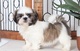 Regalo Cachorro shih tzu - Foto 1