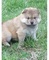 Regalo Cachorros Chow Chow - Foto 1