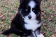 Regalo Cachorros Husky siberiano de pura raza - Foto 1