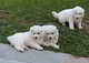 Regalo cachorros samoyedo macho y hembra