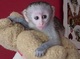 Regalo monos tití pigmeo para la adopción - Foto 1