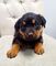 Se vende futuros cachorros de rottweiler