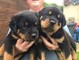 Se venden cachorros Rottweiler de pura raza, - Foto 1