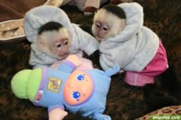 Baby Monos Capuchinos Para Adopcion Santa Cruz De Tenerife Baby Monos Capuchinos Para Adopcion Santa Cruz De Tenerife
