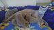 Adoptar gatitos azules rusos en línea - Foto 1