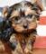 Adorables cachorros de yorkshire terrier///