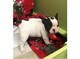 Bulldog frances cachorros en venta - Foto 1