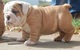 Bulldog inglés para adopción - Foto 1