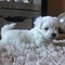 ¡cachorro maltés de pedigrí invaluable listo para su adopción!