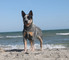 Cachorros australian cattle dog