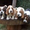 Cachorros de Basset disponible - Foto 1