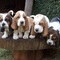 Cachorros de basset disponible