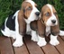 Cachorros de bassett - Foto 1