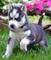 Cachorros de husky siberiano para regalo - Foto 1