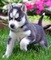 Cachorros de husky siberiano para regalo