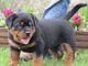 Cachorros rottweiler