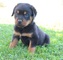 Cachorros rottweiler disponibles - Foto 1