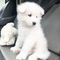 Cachorros samoyedo encantador para adopción gratuita