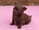 Chihuahuas adorables para adopción - Foto 1