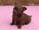 Chihuahuas adorables para adopción
