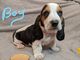 De cachorros de Basset Hound - Foto 1