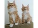 Disponible Maine Coon Kittens//// - Foto 1