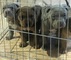 Disponibles varios cachorros de American Bully - Foto 1