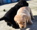 Dos cachorros labrador gratis - Foto 1