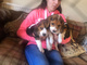 Dulces y adorables cachorros beagle
