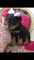 Estupendos cachorros de rottweiler pura raza para adopción - Foto 1
