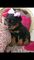 Estupendos cachorros de rottweiler pura raza para adopción
