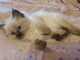 Gatitos de ragdoll criados en casa