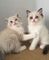 Gatitos ragdoll machos y hembras