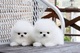 Hermosos cachorros de Pomerania - Foto 1