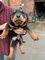 Hermosos cachorros de Rottweiler macho y hembra - Foto 1