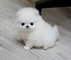 Hermosos cachorros Pomerania - Foto 1