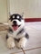 Husky siberiano cachorro en adopción