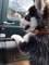 Husky siberiano cachorro en adopción - Foto 1