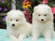 Increíbles cachorros de samoyedo - Foto 1