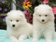 Increíbles cachorros de samoyedo