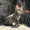 Increíbles gatitos de bengala - Foto 1