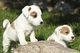 Jack russell terrier