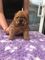 Lindos cachorros de chow chow disponibles