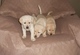 Lindos cachorros de Labrador Retriever para tu hogar - Foto 1