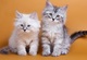 Lindos gatitos siberianos