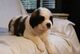 Listo ahora impresionantes cachorros Kc Reg Saint Bernard - Foto 1
