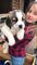 Listo ahora impresionantes cachorros Kc Reg Saint Bernard - Foto 2