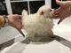 Mejor cachorro de Pomerania blanco entrenado en casa - Foto 1