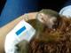 Monos ardilla listos para nuevos hogares - Foto 1