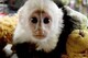 Monos capuchinos para adopción - Foto 2